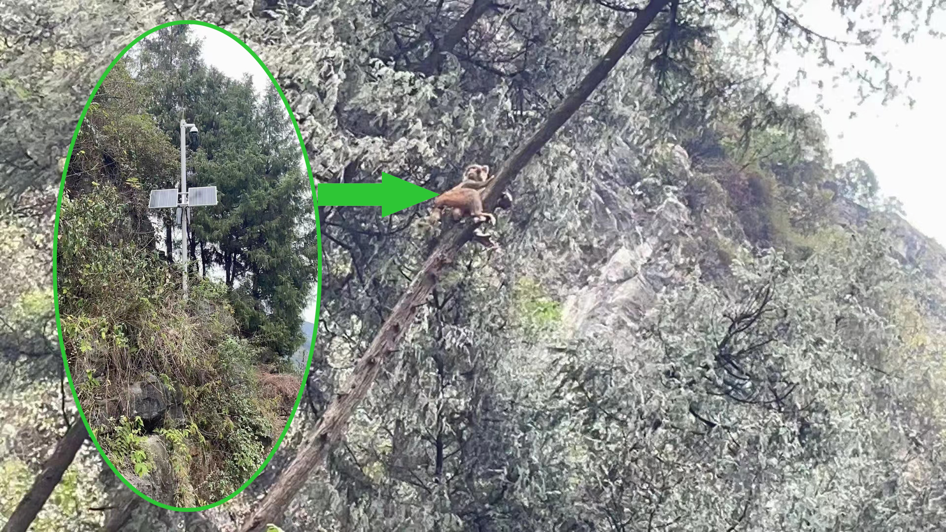 北京監(jiān)控安裝,北京安裝監(jiān)控,監(jiān)控安裝,太陽能監(jiān)控系統(tǒng),森林野生動物監(jiān)控,監(jiān)控?cái)z像頭